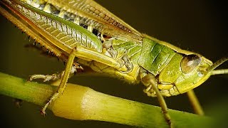 Grasshopper Stridulation Nikon P900 Raynox DCR250 [upl. by Vincenta373]