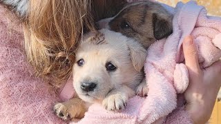 Two Abandoned Puppies Ride Home With Their Rescuers For The First Time [upl. by Peirce]