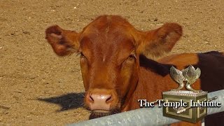 Raise a Red Heifer in Israel  לגדל פרה אדומה בארץ ישראל [upl. by Quintessa]