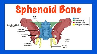 Sphenoid Bone Head [upl. by Scevour]