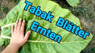 Tabak selber Anbauen  3 Tabak Blätter Ernten [upl. by Xila]