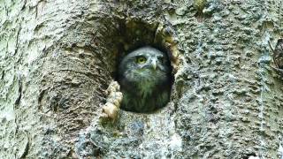 Kulíšek nejmenší Glaucidium passerinum Pygmy Owl [upl. by Ultima]