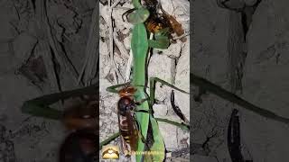 Mantis eating wasp 🐝 and wasp 🐝 eating mantis 😂 [upl. by Krug]