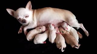 Momma x Baily newborn chihuahua puppies 2018 [upl. by Nnaassilem10]