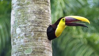 Yellowthroated Toucan Nesting HD [upl. by Eelnayr]