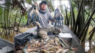 INILAH CARA MEMANCING UDANG GALAH DI POKOK NIPAH prawnfishing shrimpfishing [upl. by Etteniuqna88]