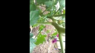 Azomite Difference for Tomato Plant Growth [upl. by Mandie]