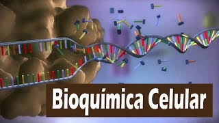 Bioquímica celular parte 3 Aminoácidos proteínas e vitaminas [upl. by Aurita712]