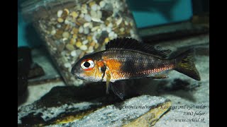 Callochromis macrops Kasanga quotred eyequot [upl. by Ekaj]