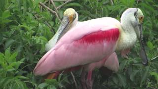 Funny sound of Roseate Spoonbill [upl. by Rugg51]