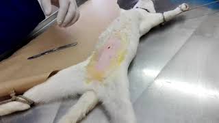 Esterilización de gata  OVH FELINA Parte 1 En memoria de Ricardo Jordan [upl. by Silverts]