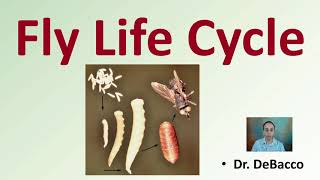 Fly Life Cycle [upl. by Elocn480]