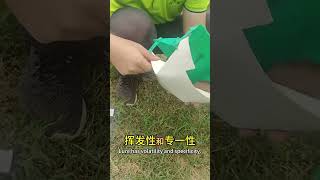 Pest trap insect trap beet army worm in maiz cabbage worm broccoli trapping [upl. by Zilvia]