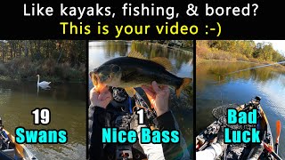 Kayak Fishing  1 Bass 19 Swans  2nd weekend Oct 2024 [upl. by Buatti]