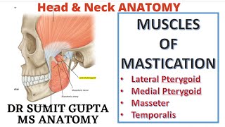 MUSCLES OF MASTICATION  Medial Pterygoid  Masseter  Temporalis [upl. by Irving]