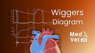 Cardiac cycle  Wiggers Diagram Animation [upl. by Suilienroc72]