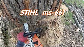 ABATTAGE darbre Peuplier Tree Felling 🌳 ARBORIST  Élagueur Québec qc foryou chainsaw CLIMBING [upl. by Vergil861]