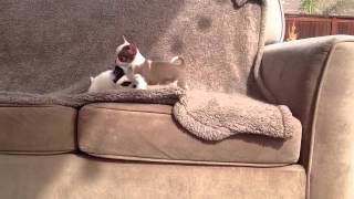 ACK quotteacupquot chihuahua puppies [upl. by Theresina]