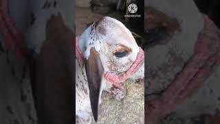 Vitamin c responsive dermatosis treatment  Follow up cattle calf [upl. by Zerlina]