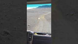 Marslı koyunlar 🐑🐑😄 İzlandanin bu dünya toprağından çok Marsa benzeyen volkanik dağları izlanda [upl. by Koppel]