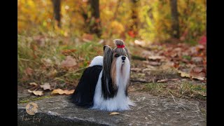 Biewer Yorkshire Terrier needlefelting filcowanie filcowanienasucho diy figurkapsa yorkie [upl. by Sugihara]