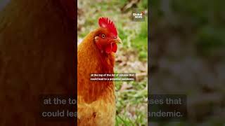 Canadian virologist sounds alarm over spread of H5N1 birdflu [upl. by Llevad]