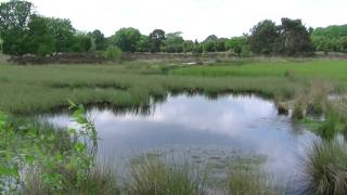 Natuur in Drenthe [upl. by Pratt]