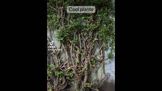 Cool plants plants [upl. by Anstus632]