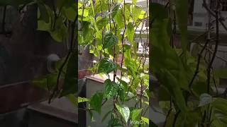 Thamalapaku chettu 🙏🌱🍀☘️🌷🌺🌹Betel leafytshorts pooja garden [upl. by Illah]