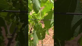 Petite Sirah Clone 3 in June at domainehelena and the mtsthelenavineyards wine petitesirah [upl. by Naesal]