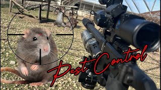 PHEASANT FARM  EPIC RAT SHOOTING [upl. by Born]