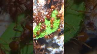 My Ants FAVORITE Leaves [upl. by Bierman]