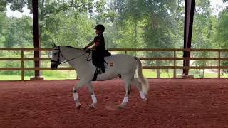 Ocioso II IF youre looking for a safe horse 1st ride with 7 YO boy [upl. by Bailey392]