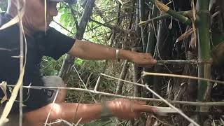 PROSES PEMOTONGAN BAMBU PETUK GAES [upl. by Grizel]