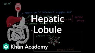 Hepatic lobule  Gastrointestinal system physiology  NCLEXRN  Khan Academy [upl. by Theresita]