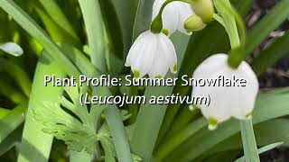 Summer Snowflake Plant Profile [upl. by Stanford]