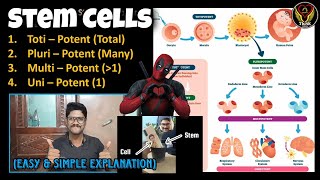 Stem Cells  Totipotent Pluripotent Multipotent Unipotent  ESC iPSc  Tamil  ThiNK Biology [upl. by Tyler]