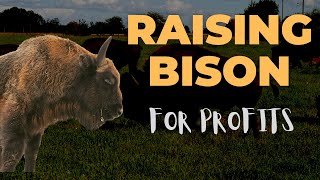 Raising Bison For Profit [upl. by Hitoshi114]