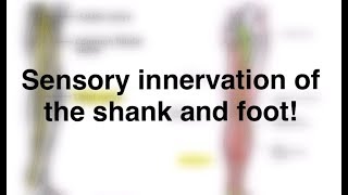 Sensory Innervation of the Shank and Foot [upl. by Joseito]