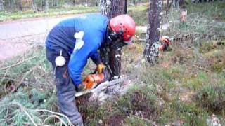 Felling Lodge Pole Pine in Morayshire [upl. by Kaufmann919]