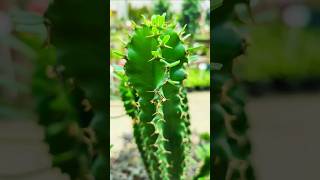 short How to repot euphorbia ingens🙂🌵 cactus euphorbia houseplants [upl. by Theodore]