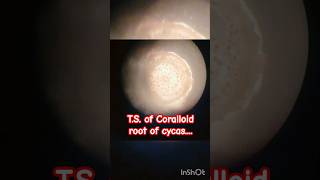 TS of the Coralloid root of cycas preparation of permanent slide gymnosperms laboratory [upl. by Nabru702]