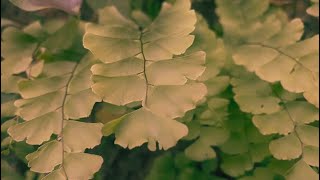 Cinematic Greenery❤️🌿  shot on Iphone Scenery703 [upl. by Nerrual586]