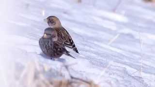 ムビる04720 雪上のハギマシコ hagimashiko  Asian Rosy finch [upl. by Denver]