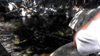 Wild Trout Fishing Cucamonga Wilderness [upl. by Sidnarb]