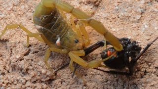 Scorpion Catching Stinging And Preying On Black Widow WarningMay be disturbing to some viewers [upl. by Aratal]