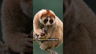 Slow Loris facts shorts [upl. by Nivrae]