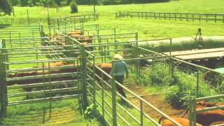 Processing Cattle Using Sweep Tub [upl. by Alvord]