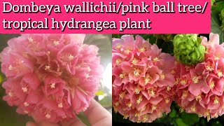 Dombeya plant care How to grow and care Dombeya wallichiipink ball treetropical hydrangea plant [upl. by Suchta]