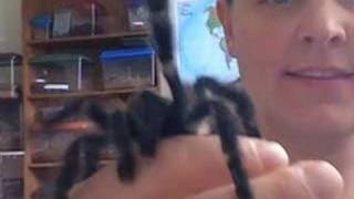 Tarantula HobbyBig spiders [upl. by Politi]